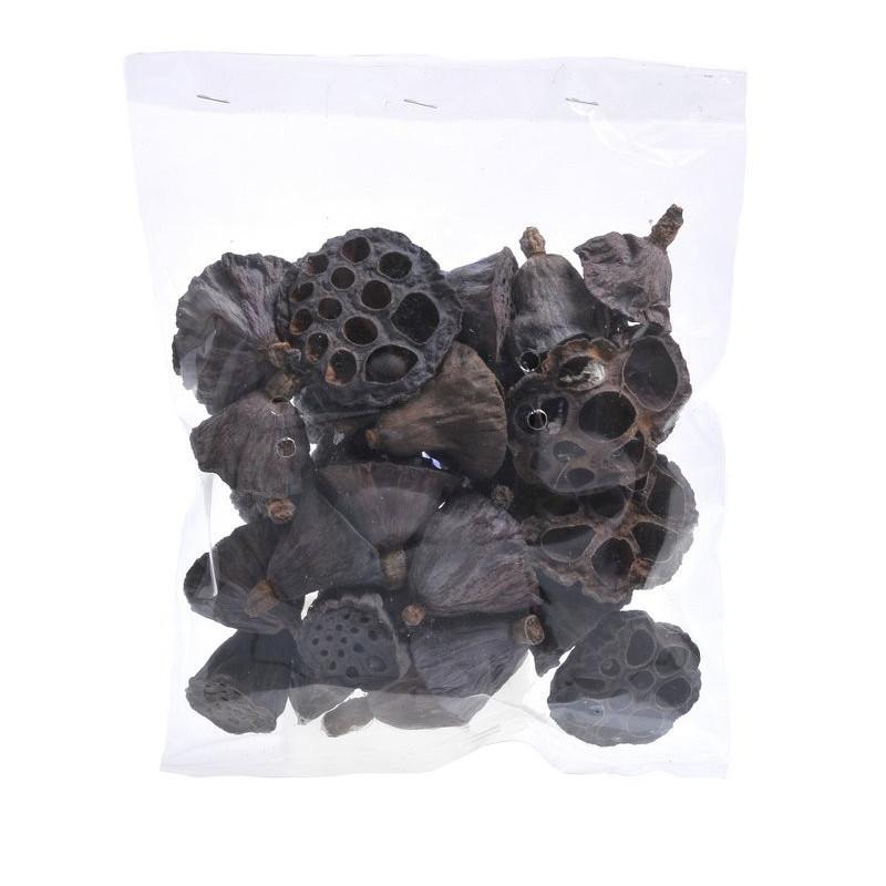 Lotos smali 3-5 cm - lotos mały 3-5 cm - paczka/25sztuk