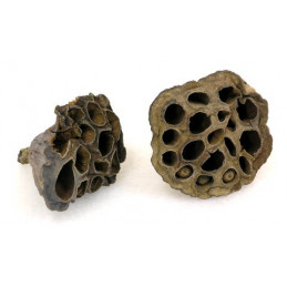 Lotos smali 3-5 cm - lotos mały 3-5 cm - paczka/25sztuk