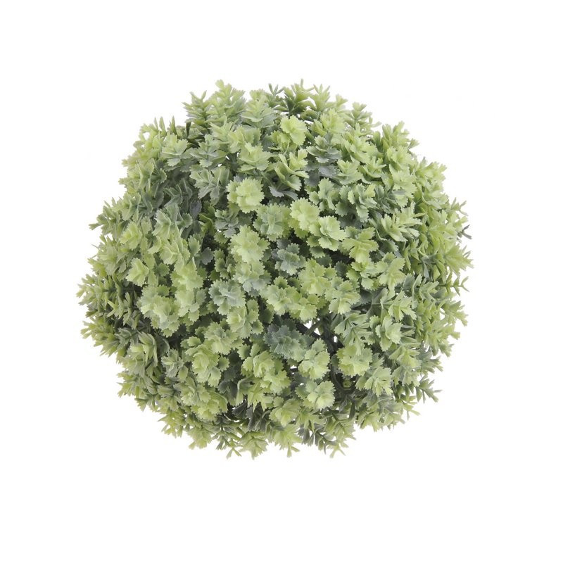 Kula kalanchoe 16 cm