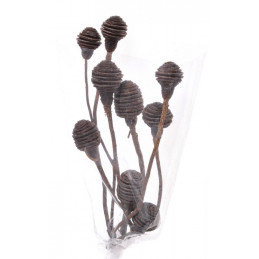 Platyspernum duże 3 40-45 cm   ( 3 szt/pacz) - susz