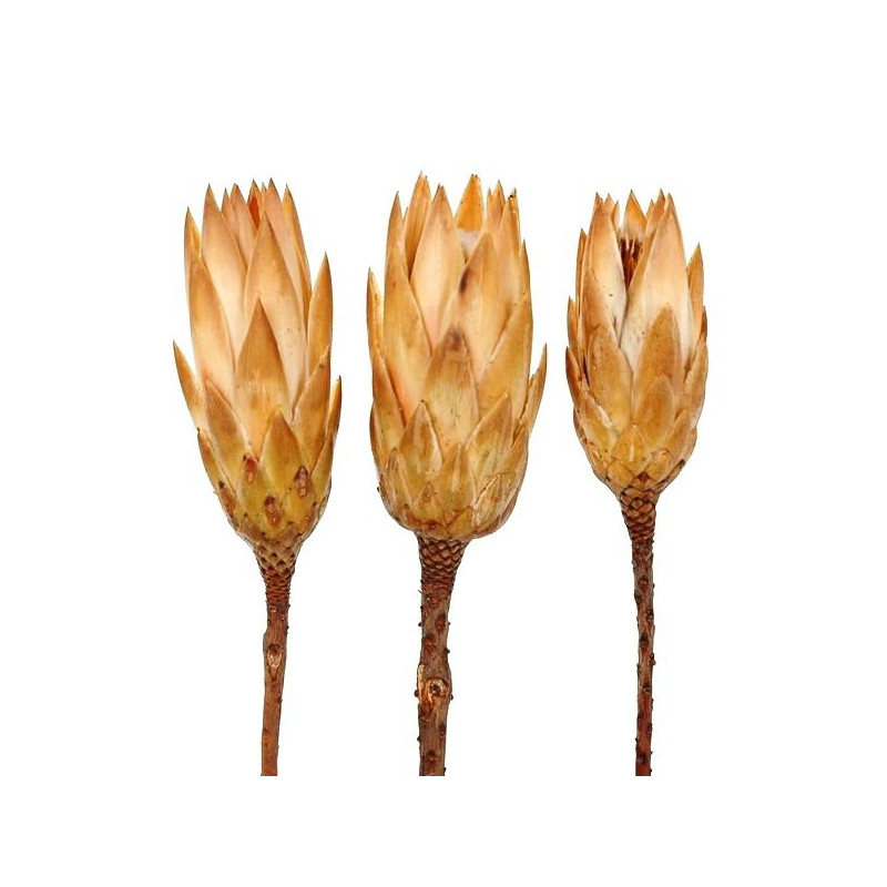 Protea Repens cream duzy H30 cm - susz