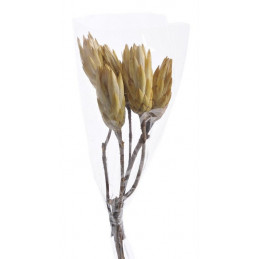 Protea Repens cream duzy H30 cm - susz