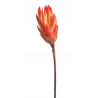Protea - Repens RGS H32-36 cm LUZ - susz