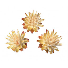 Plumosum główka jasna S..3-6 cm LUZ