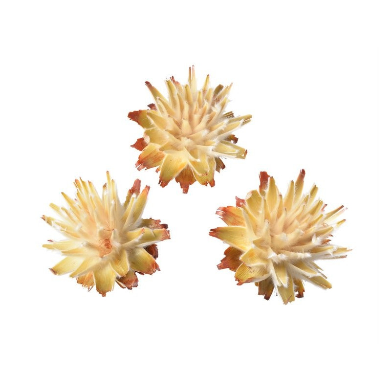 Plumosum główka jasna S..3-6 cm LUZ