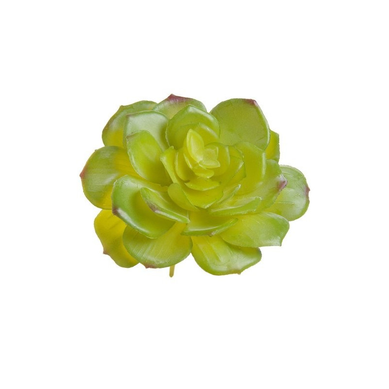 Sukulent 11x10 cm 2 KOLORY - super jakość