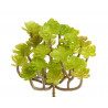 Sukulent 14x13 cm 3 kolory