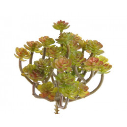 Sukulent 14x13 cm 3 kolory