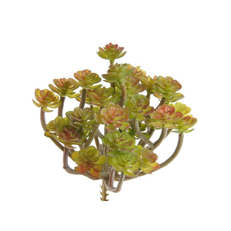 Sukulent 14x13 cm 3 kolory
