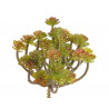 Sukulent 14x13 cm 3 kolory