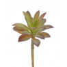 Sukulent 16x10 cm 2 kolory
