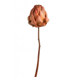 Artichoke bud orange 25-35 cm - suszona roślina