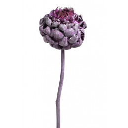 Artichoke flower frosted brombeer 30-40 cm - suszona roślina