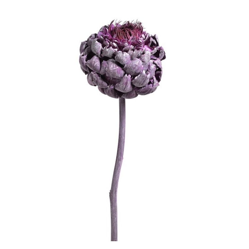 Artichoke flower frosted brombeer 30-40 cm - suszona roślina