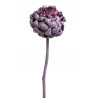 Artichoke flower frosted brombeer 30-40 cm - suszona roślina