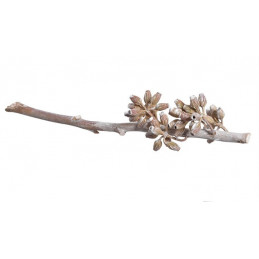 Eucalyptus maculata branch stonewashed 20-30 cm - suszona roślina