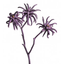Spidergums claws III frosted brombeer 20-30 cm - suszona roślina