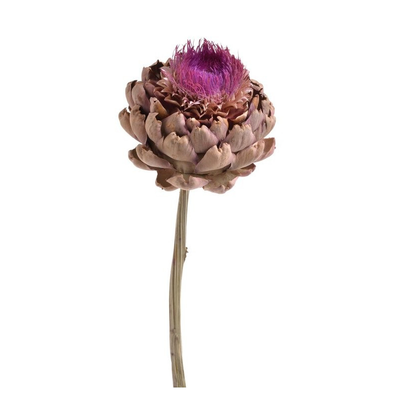 Artichoke flower small natural 35-45 cm - susz roślinny