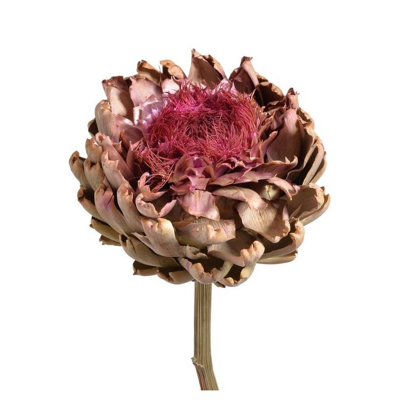 Artichoke flower large natural 25-35 cm - suszona roślina