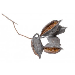 Brachiciton loose stone washed-susz 10-15 cm KG - susz dekoracyjny