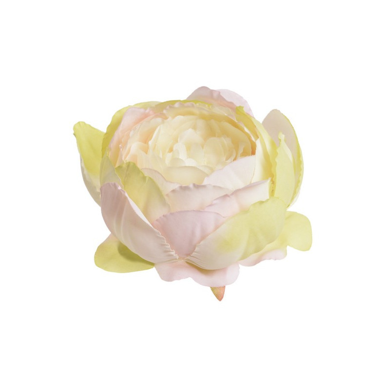 Główka piwonii 9cm, 6szt-paczka