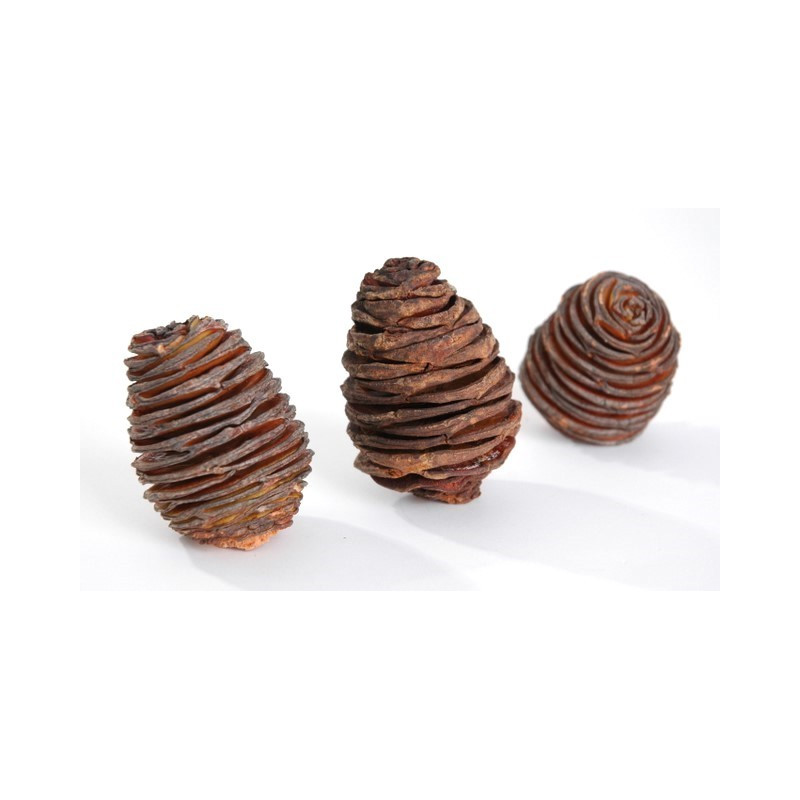 Platyspernum ( kokony ) LARGE L6-8cm (+-38pcs-kg)  -susz roślinny