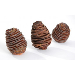 Platyspernum ( kokony ) LARGE L6-8cm paczka/250 g  -susz roślinny