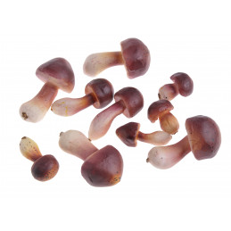 Grzyby sztuczne 4-8cm, 10szt-paczka