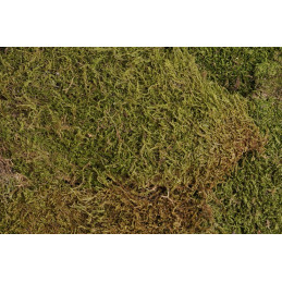 Flat moss 500 g - mech leśny