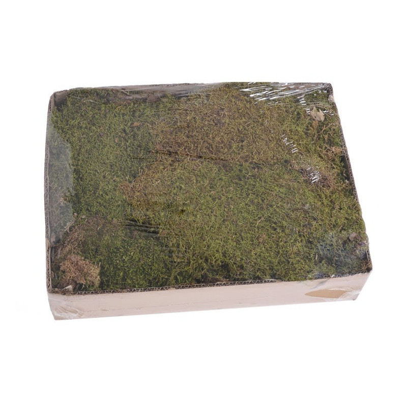 Flat moss 500 g - mech leśny