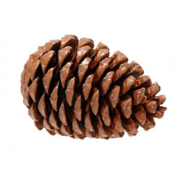 Szyszka Maritima large 14-18 cm - worek/50sztuk