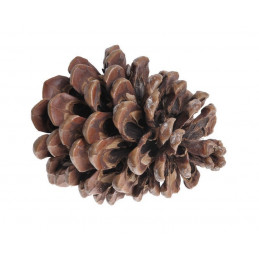 Szyszka Pinea Large 50szt..10-14cm - worek/50sztuk