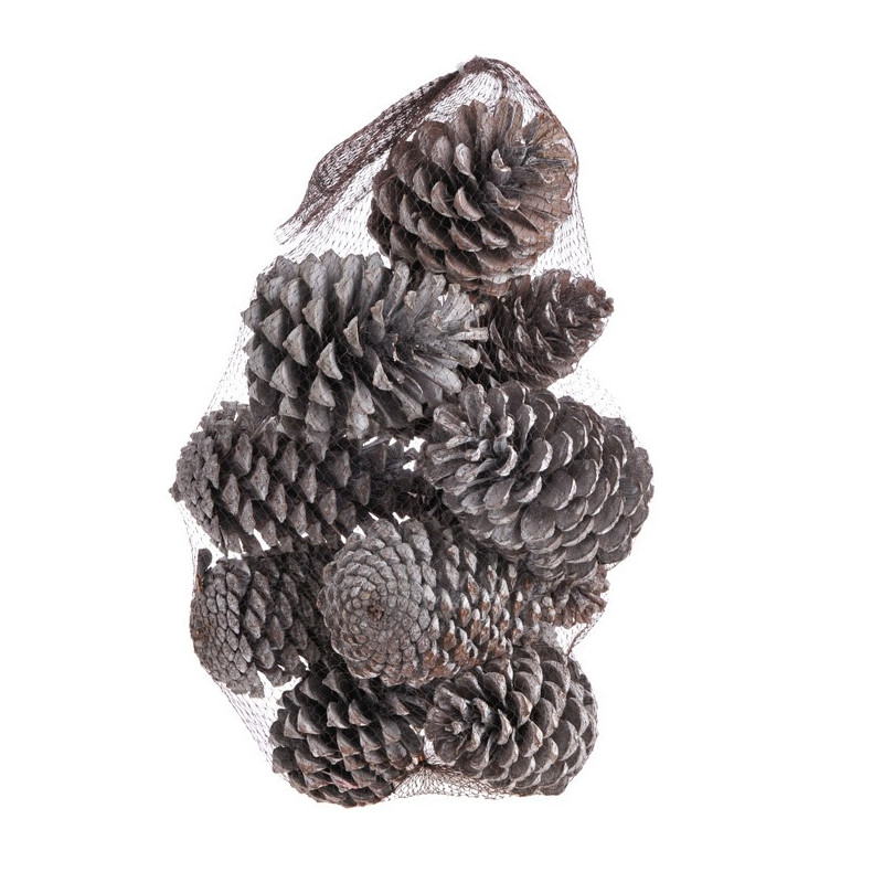Szyszka Pinus Maritima 12szt WW_10-14cm