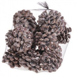 Szyszka Pinus Pinea WW 12szt 10-12 cm