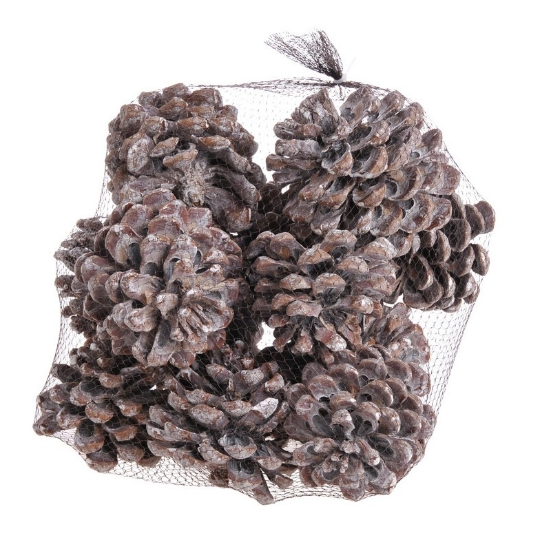 Szyszka Pinus Pinea WW 12szt 10-12 cm