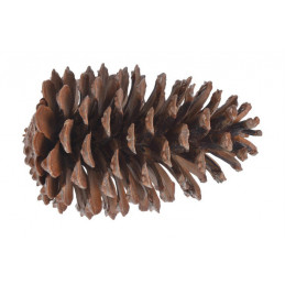 Szyszka Pinus Maritima XL +18cm
