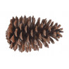 Szyszka Pinus Maritima XL +18cm