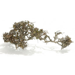 Hard Bonzai MEDIUM 35-40cm ( +- 18szt) - karton zbiorczy