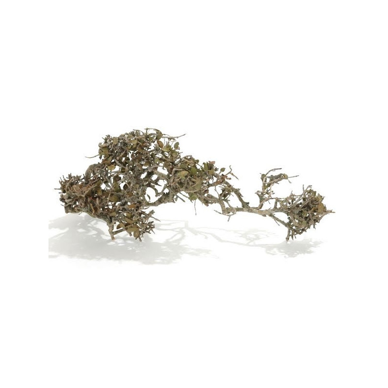 Hard Bonzai MEDIUM 35-40cm ( +- 18szt) - karton zbiorczy