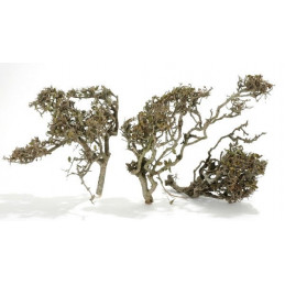 Hard Bonzai MEDIUM 35-40cm ( +- 18szt) - karton zbiorczy