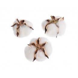 Główka bawełny - 12szt/paczka - susz