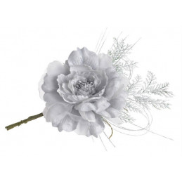 Piwonia duża pik 16-30 cm