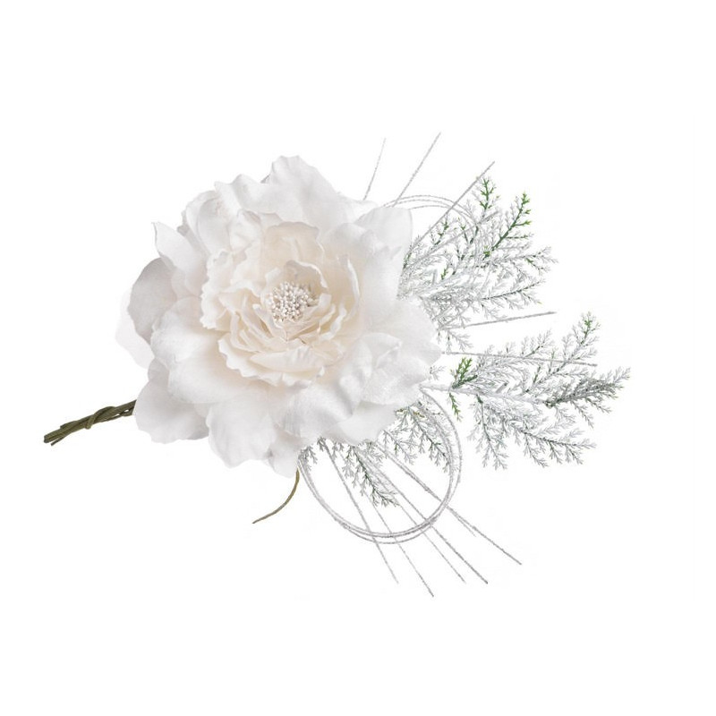 Piwonia duża pik 16-30 cm