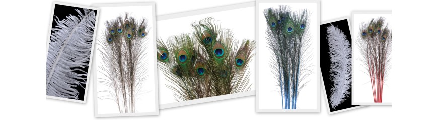 "Wyroby z Piór | Unikalne Pióropusze i Akcesoria | Twój Sklep E-commerce"